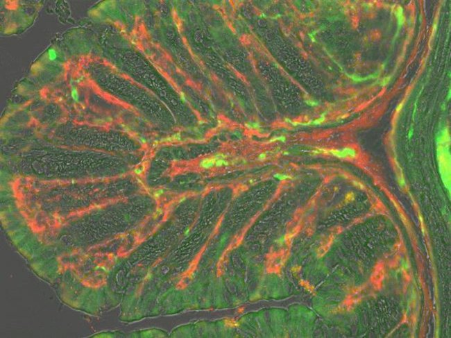 A mouse intestinal tissue section labeled with monoclonal antibodies and Alexa Fluor® 488 and 594 secondary was imaged on the  FLoid® Cell Imaging Station (Cat.no. 4471136).
